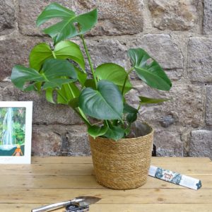 Monstera deliciosa