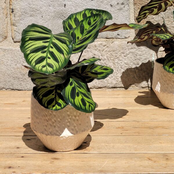 Calathea Makoyana
