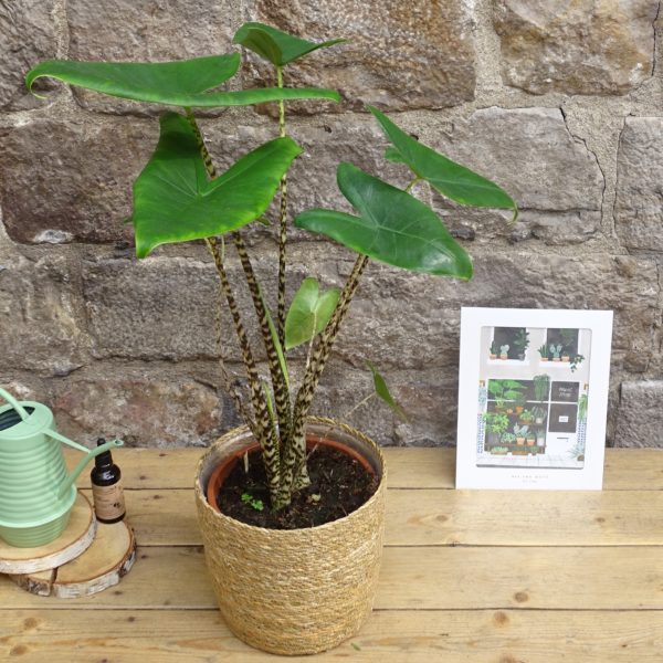 Alocasia zebrina