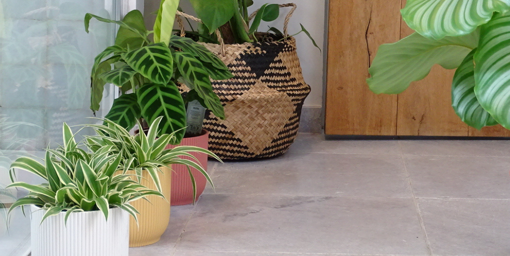 Les avantages de l'utilisation des cache-pots pour vos plantes d'intér –  Shaulaa