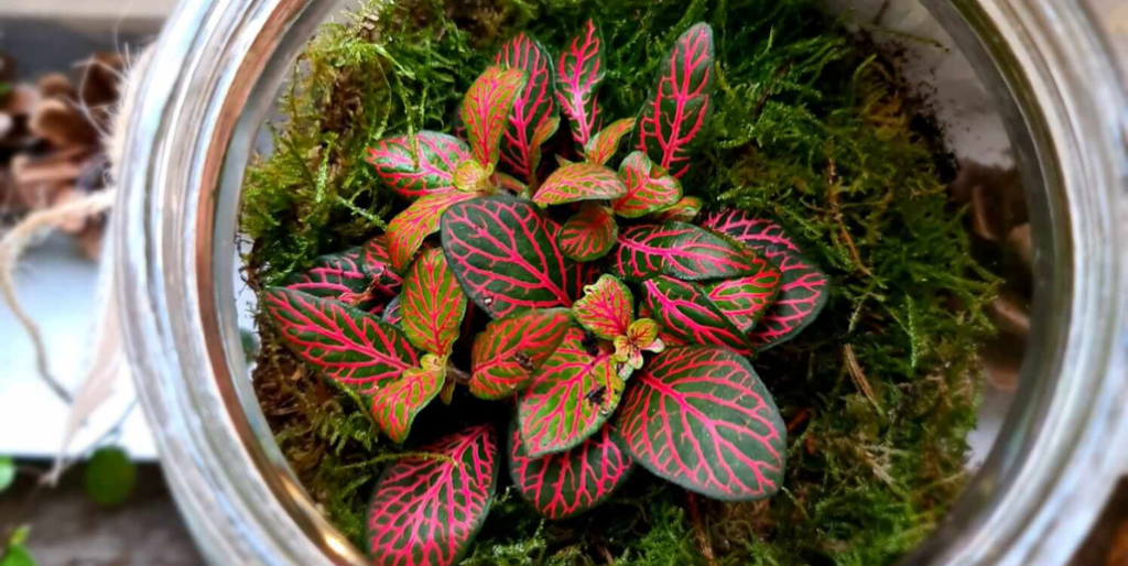 Comment entretenir un terrarium sec ou humide ? La Wilderie