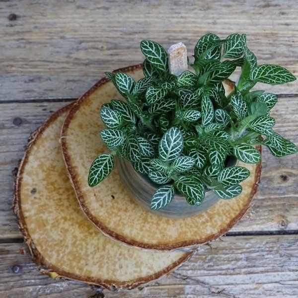 Mini fittonia