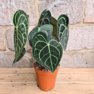 ANTHURIUM 2