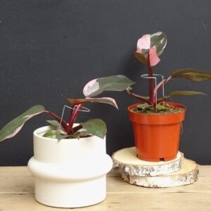Philodendron pink princess