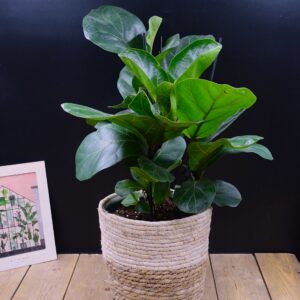 Ficus lyrata