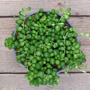 Senecio Rowleyanus