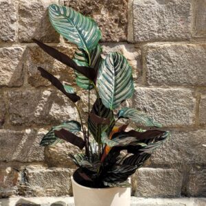 calathea sanderiana