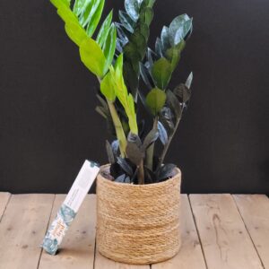 zamioculcas Zamiifolia