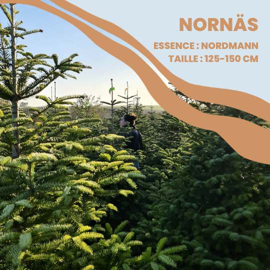 sapin bio lille nordmann 125cm